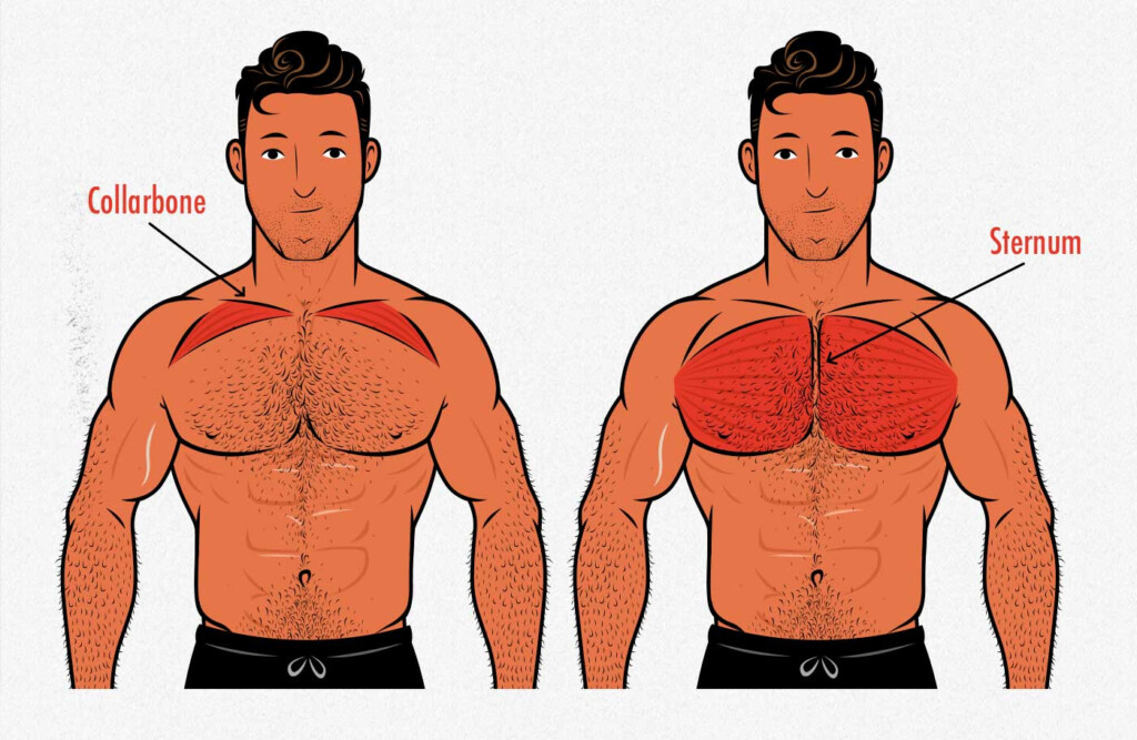 3 Simple Steps For Building Muscle Mass Chest Workouts Best Chest
