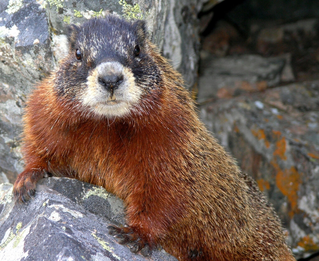 Marmot Free Stock Photo Public Domain Pictures