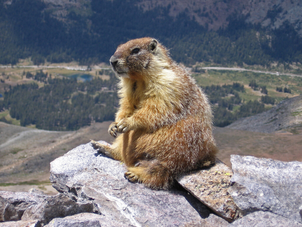 Vancouver island marmot Your Connection To Wildlife