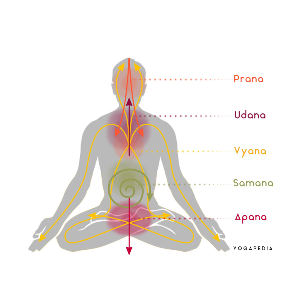 What Are The Five Prana Definition From Yogapedia Ashtanga Yoga 